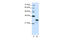 Acidic Nuclear Phosphoprotein 32 Family Member A antibody, 29-210, ProSci, Enzyme Linked Immunosorbent Assay image 