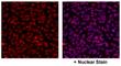 G Protein-Coupled Estrogen Receptor 1 antibody, NBP1-31239, Novus Biologicals, Immunofluorescence image 