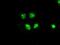 B-Raf Proto-Oncogene, Serine/Threonine Kinase antibody, NBP1-47668, Novus Biologicals, Immunofluorescence image 