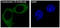 Keratin 19 antibody, M02101-1, Boster Biological Technology, Immunofluorescence image 