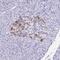 Islet Amyloid Polypeptide antibody, NBP2-33680, Novus Biologicals, Immunohistochemistry frozen image 