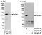 Serine/threonine-protein kinase TAO1 antibody, A300-524A, Bethyl Labs, Immunoprecipitation image 