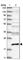 Centrin 3 antibody, HPA035608, Atlas Antibodies, Western Blot image 