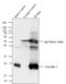 Caveolin 3 antibody, PA1-066, Invitrogen Antibodies, Immunoprecipitation image 