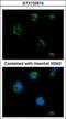 Transmembrane Protein 59 Like antibody, GTX122614, GeneTex, Immunocytochemistry image 
