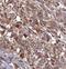 Nuclear Receptor Corepressor 1 antibody, FNab05593, FineTest, Immunohistochemistry frozen image 