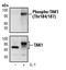Mitogen-Activated Protein Kinase Kinase Kinase 7 antibody, MA5-15073, Invitrogen Antibodies, Western Blot image 