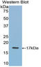 Vascular Endothelial Growth Factor B antibody, LS-C296953, Lifespan Biosciences, Western Blot image 