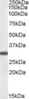 Engrailed Homeobox 2 antibody, orb19185, Biorbyt, Western Blot image 