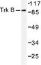 Neurotrophic Receptor Tyrosine Kinase 2 antibody, LS-C176307, Lifespan Biosciences, Western Blot image 