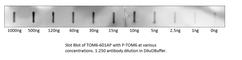 Translocase Of Outer Mitochondrial Membrane 6 antibody, TOM6-601AP, FabGennix, Western Blot image 