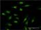Phosphodiesterase 3A antibody, H00005139-M03, Novus Biologicals, Immunofluorescence image 