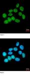 NUMA1 antibody, ab97585, Abcam, Immunocytochemistry image 