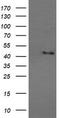 Mitogen-Activated Protein Kinase 9 antibody, TA505910S, Origene, Western Blot image 