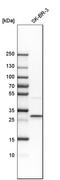 Cathepsin D antibody, HPA003001, Atlas Antibodies, Western Blot image 