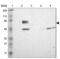 EYA Transcriptional Coactivator And Phosphatase 4 antibody, NBP1-85548, Novus Biologicals, Western Blot image 