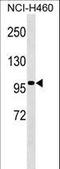 TLE Family Member 4, Transcriptional Corepressor antibody, LS-C161911, Lifespan Biosciences, Western Blot image 