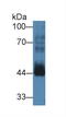 Cyclin B2 antibody, LS-C373119, Lifespan Biosciences, Western Blot image 