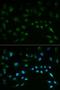 Nuclear Factor, Erythroid 2 Like 2 antibody, LS-C331384, Lifespan Biosciences, Immunofluorescence image 