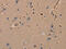 Kallikrein Related Peptidase 14 antibody, CSB-PA147162, Cusabio, Immunohistochemistry frozen image 