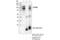 Glycoprotein Nmb antibody, 38313S, Cell Signaling Technology, Immunoprecipitation image 
