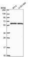 S-Phase Kinase Associated Protein 2 antibody, NBP2-56192, Novus Biologicals, Western Blot image 