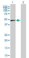 PRD51 antibody, H00007746-D01P, Novus Biologicals, Western Blot image 