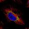 GTP Binding Protein 2 antibody, NBP2-58755, Novus Biologicals, Immunofluorescence image 