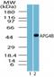 Autophagy Related 4B Cysteine Peptidase antibody, NBP2-24735, Novus Biologicals, Western Blot image 