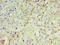 Interleukin-29 antibody, LS-C370777, Lifespan Biosciences, Immunohistochemistry frozen image 