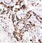 BCLB antibody, FNab00844, FineTest, Immunohistochemistry frozen image 