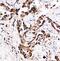 Bcl-2-like protein 10 antibody, FNab00844, FineTest, Immunohistochemistry frozen image 