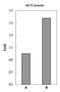 Brn-2 antibody, GTX114650, GeneTex, Chromatin Immunoprecipitation image 