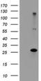 RFXK antibody, NBP2-45571, Novus Biologicals, Western Blot image 