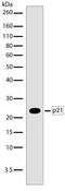 p21 antibody, 710182, Invitrogen Antibodies, Western Blot image 