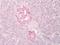 Insulin Receptor antibody, LS-A9422, Lifespan Biosciences, Immunohistochemistry frozen image 