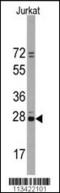 CD9 Molecule antibody, TA302057, Origene, Western Blot image 