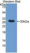 Fibrinogen Gamma Chain antibody, abx131871, Abbexa, Western Blot image 