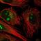 NCK Associated Protein 5 antibody, NBP2-55168, Novus Biologicals, Immunofluorescence image 