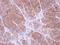 Tropomyosin 2 antibody, NBP1-32770, Novus Biologicals, Immunohistochemistry frozen image 