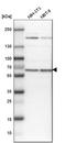 Ubiquitin Specific Peptidase 14 antibody, HPA001308, Atlas Antibodies, Western Blot image 