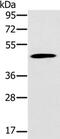 Potassium Voltage-Gated Channel Subfamily J Member 15 antibody, PA5-50743, Invitrogen Antibodies, Western Blot image 