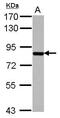 Suv3 Like RNA Helicase antibody, GTX123034, GeneTex, Western Blot image 
