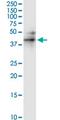 RUN Domain Containing 3A antibody, MA5-21185, Invitrogen Antibodies, Western Blot image 