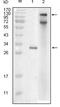 Inhibitor Of Nuclear Factor Kappa B Kinase Subunit Epsilon antibody, MA5-15377, Invitrogen Antibodies, Western Blot image 