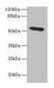 Hemopexin antibody, LS-C285532, Lifespan Biosciences, Western Blot image 
