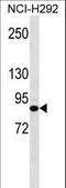 Junction Plakoglobin antibody, LS-C159960, Lifespan Biosciences, Western Blot image 