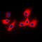 Tyrosine 3-Monooxygenase/Tryptophan 5-Monooxygenase Activation Protein Epsilon antibody, orb214748, Biorbyt, Immunofluorescence image 