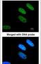 TATA-Box Binding Protein Associated Factor 15 antibody, PA5-27845, Invitrogen Antibodies, Immunofluorescence image 