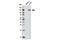 c-met antibody, 8041S, Cell Signaling Technology, Western Blot image 